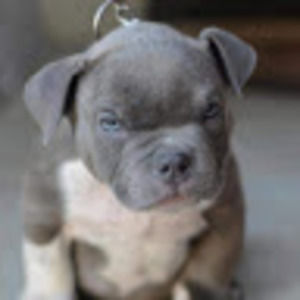 Meet your Posher, Mickey